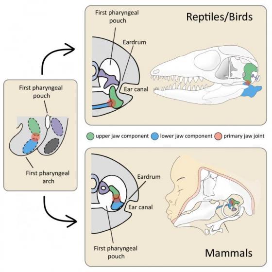 560x560 scientists determine how eardrum evolved in mammals - Eardrum Drawing