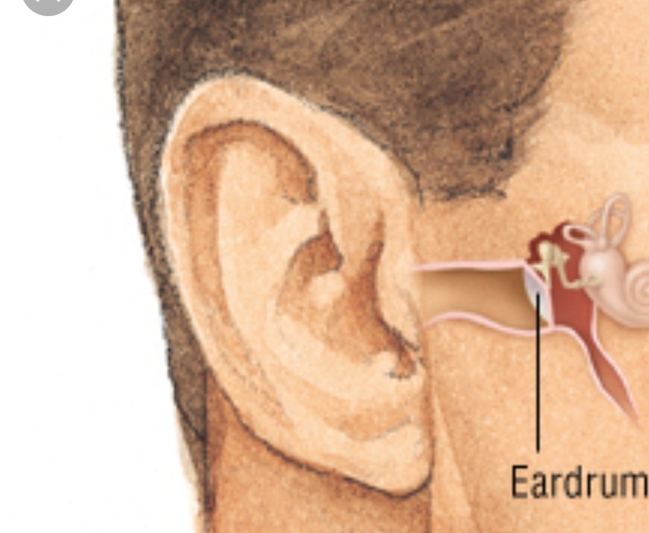 928x762 on twitter why is eardrum not as deep as this one - Eardrum Drawing