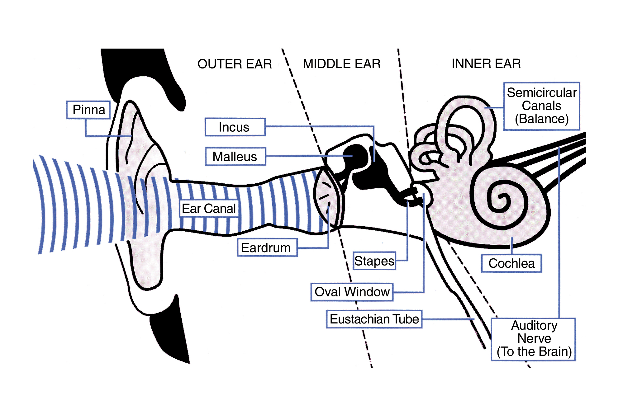Пульсирующий звук в ухе. Вестибулярный аппарат схема без подписей. Пульсирующий звук света. Microwave auditory Effect. Ear Deaf.