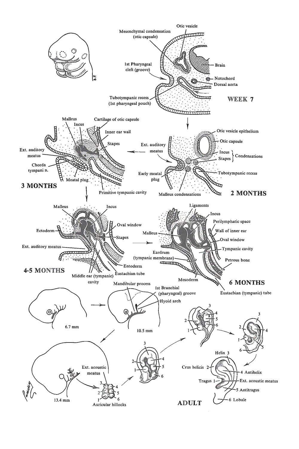 1000x1500 chapter the vestibulocochlear system the external ear - Eardrum Drawing