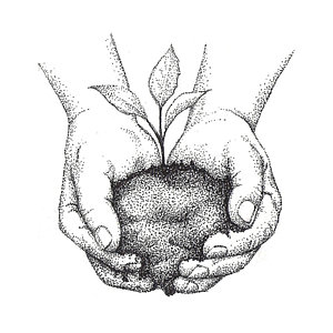 300x300 Hands Holding Seedling Drawing - Earth Day Drawing