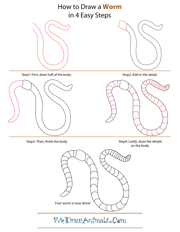 600x776 How To Draw A Worm - Earthworm Drawing