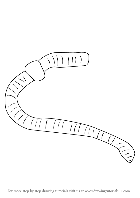 596x842 Learn How To Draw A Worm - Earthworm Drawing