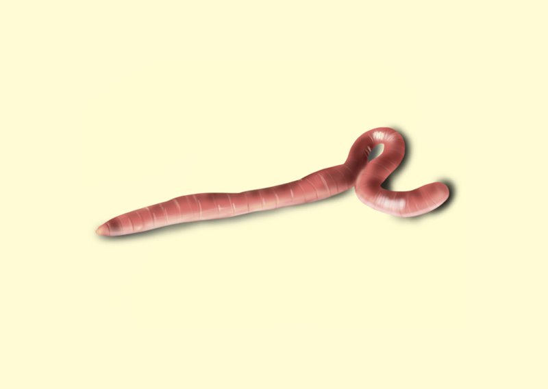800x568 Learn How To Draw An Earthworm - Earthworm Drawing