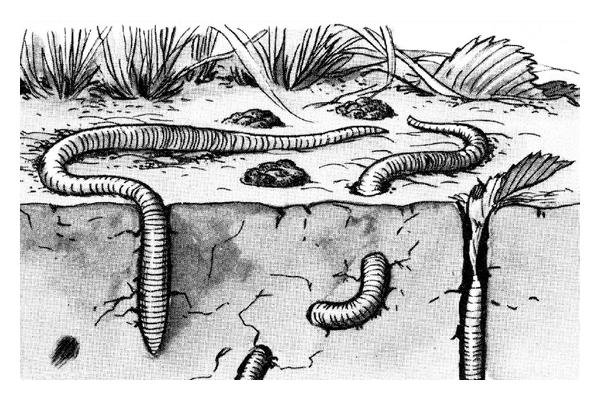 movement of earthworm drawing