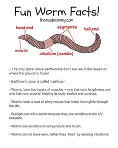236x295 Sketch Earthworm Nature Study Earthworms, Worm Drawing - Earthworm Drawing
