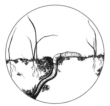 382x368 darwin only knew half the story on earthworms the outside story - Earthworm Drawing