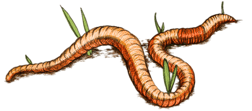 life cycle of earthworm drawing