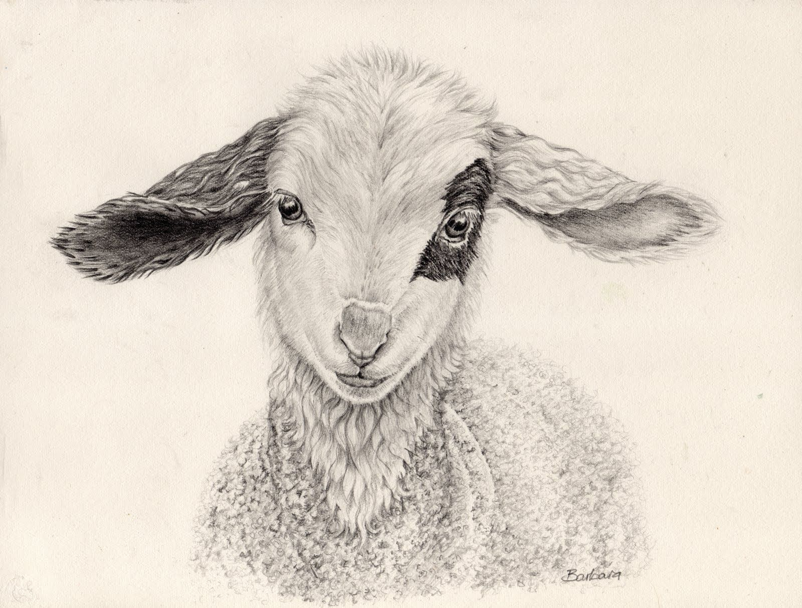 1600x1212 Pencil Sketch Of Sheep And Sketching In Nature Happy Easter - Easter Lamb Drawing