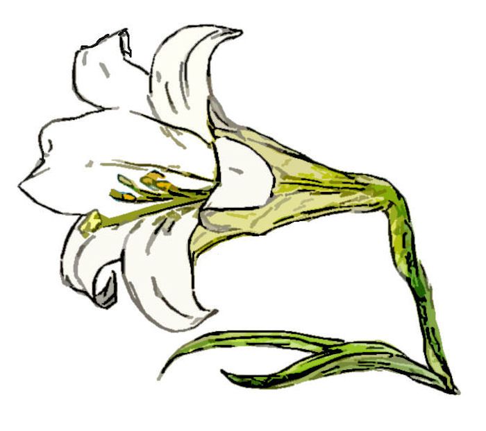 700x622 Easter Lily Clip Of Pencil And Coloured Pencil Drawing Easter - Easter Lily Drawing