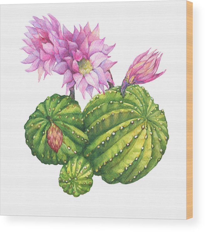 654x740 easter lily cactus with light pink tender flowers - Easter Lily Drawing