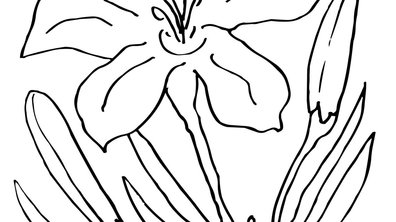 1366x768 Easter Lily Coloring - Easter Lily Drawing