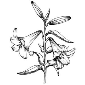 300x300 Easter Lily Drawing How To Draw A Lily Tlc Howstuffworks Com - Easter Lily Drawing