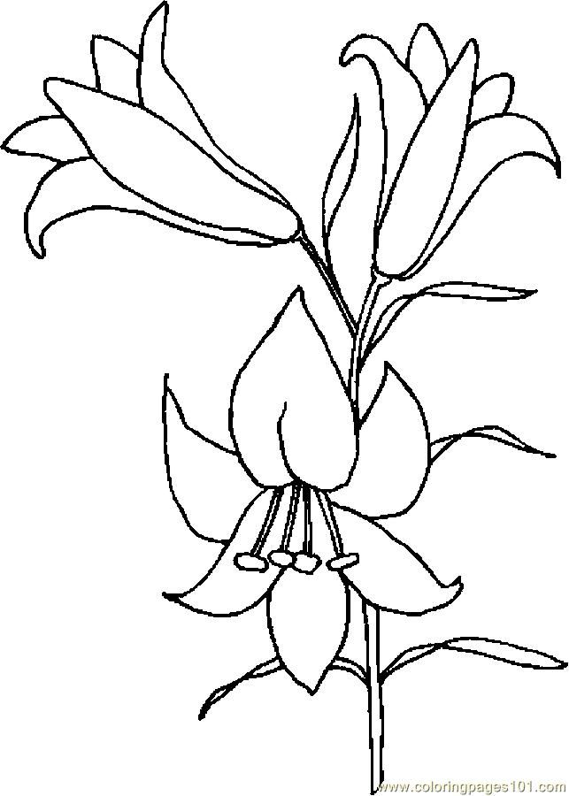 643x900 Easter Lily Drawing Lily Coloring - Easter Lily Drawing