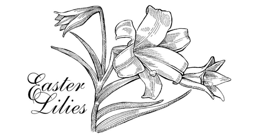 865x454 easter lily orders due march st philip's ucc - Easter Lily Drawing