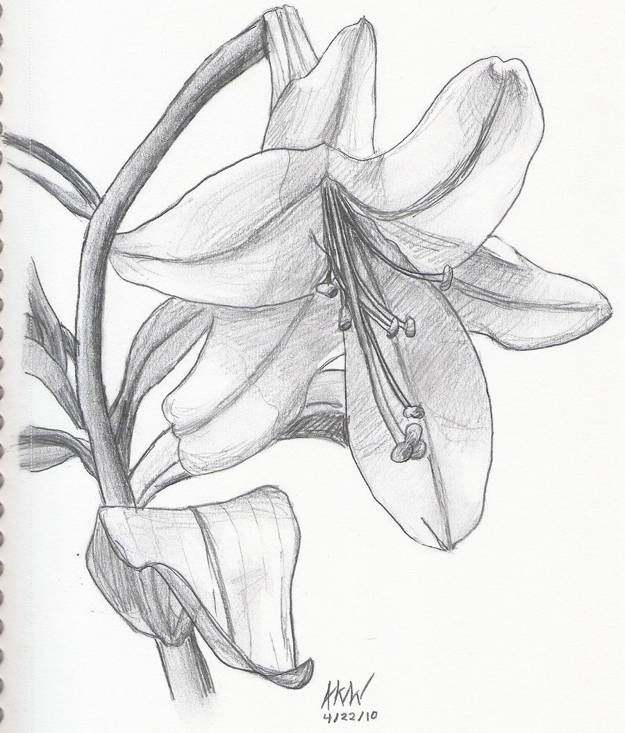 900x1055 Easter Lily Still Life - Easter Lily Drawing