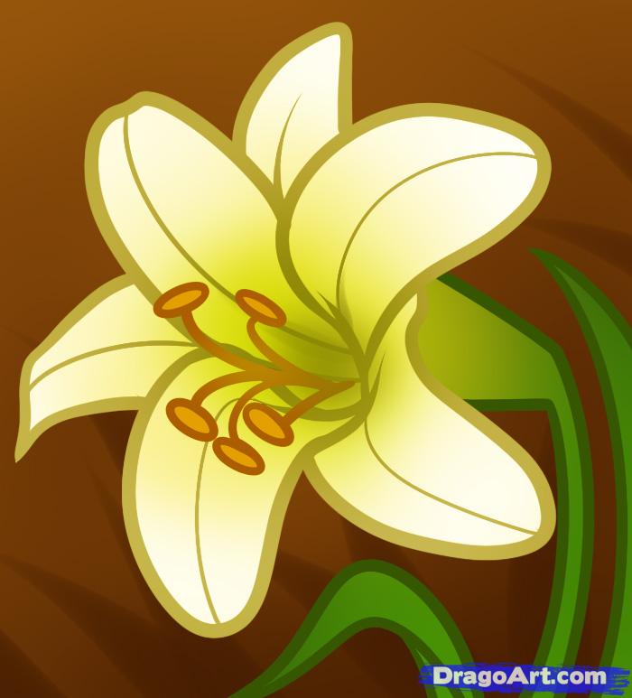 700x773 How To Draw An Easter Lily, Step - Easter Lily Drawing