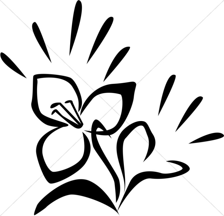 776x746 radiant easter lily drawing church flower clipart - Easter Lily Drawing