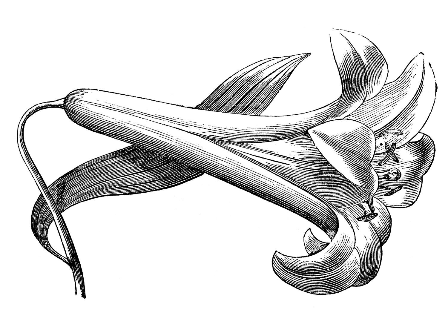 1500x1095 Vintage Easter Lily Engraving - Easter Lily Drawing