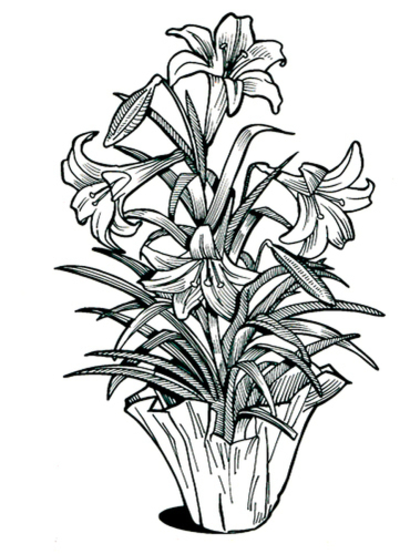 Easter Lily Drawing at PaintingValley.com | Explore collection of