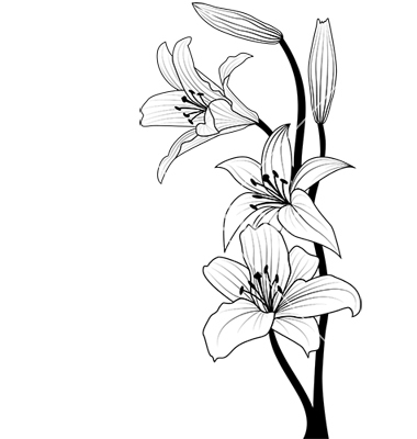 Easter Lily Line Drawing