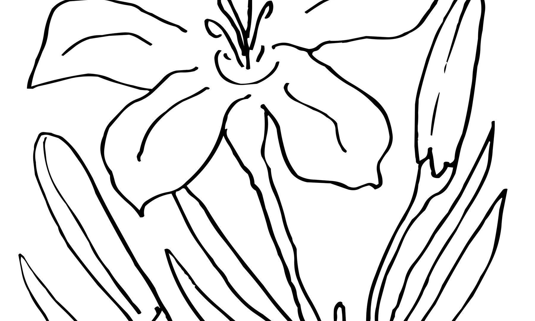 1800x1080 Easter Lily Coloring - Easter Lily Line Drawing
