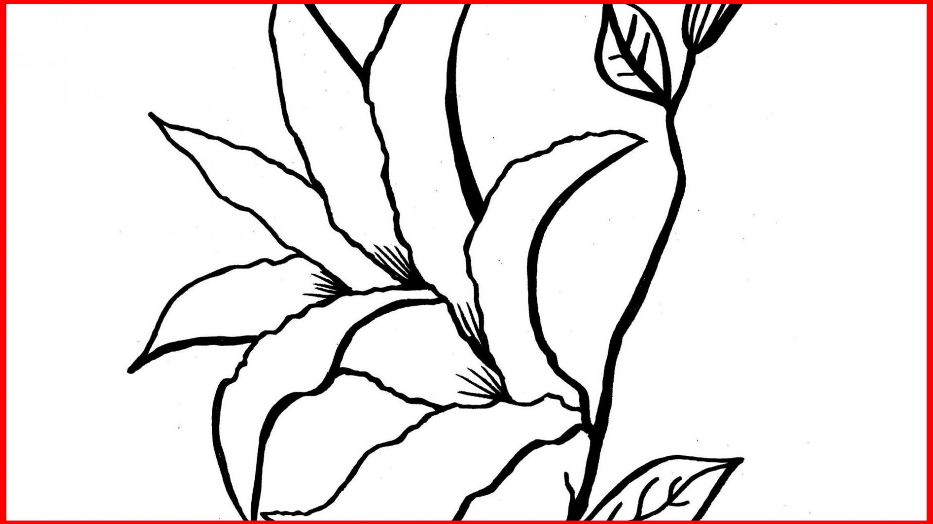 1920x1080 Easter Lily Coloring - Easter Lily Line Drawing
