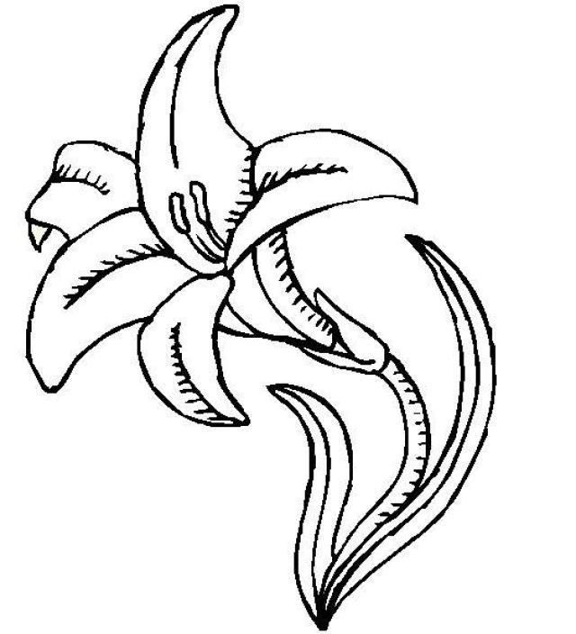 Easter Lily Line Drawing at PaintingValley.com | Explore collection of ...