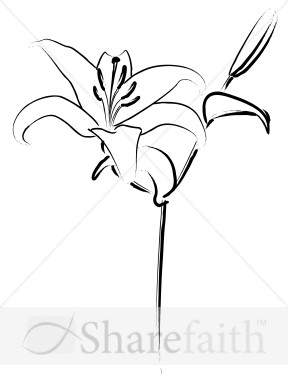 288x388 Easter Lily Line Art Easter Clipart - Easter Lily Line Drawing
