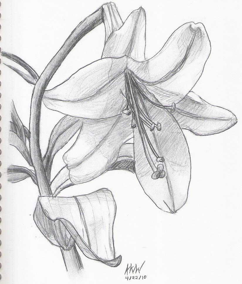 825x968 Easter Lily Still Life - Easter Lily Line Drawing