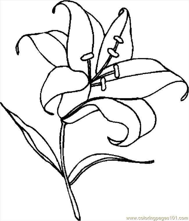 650x758 Easter Lily Coloring Pages - Easter Lily Line Drawing