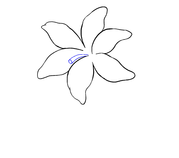 678x600 How To Draw A Lily Step - Easter Lily Line Drawing