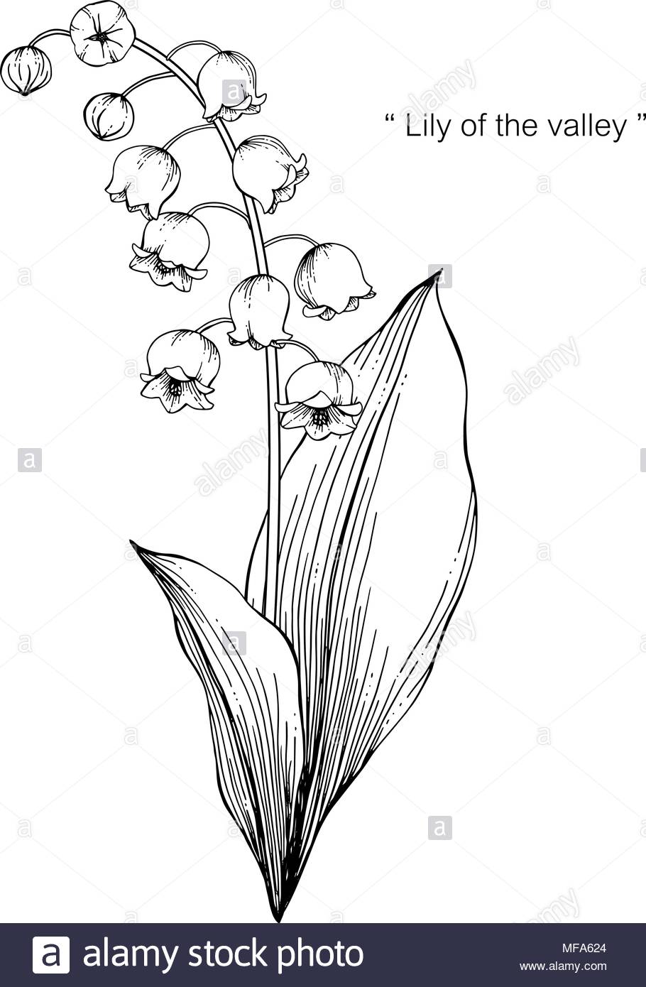 910x1390 Huge Collection Of 'line Drawing Lily' Download More Than - Easter Lily Line Drawing
