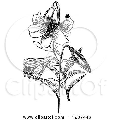 450x470 Clipart Of A Vintage Black And White Easter Lily - Easter Lily Line Drawing