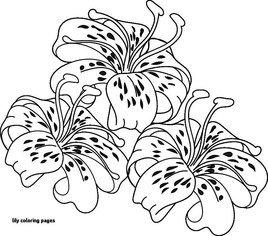 881x775 easter lilies coloring - Easter Lily Line Drawing