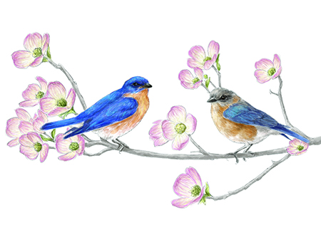 450x323 early birders hollins magazine - Eastern Bluebird Drawing
