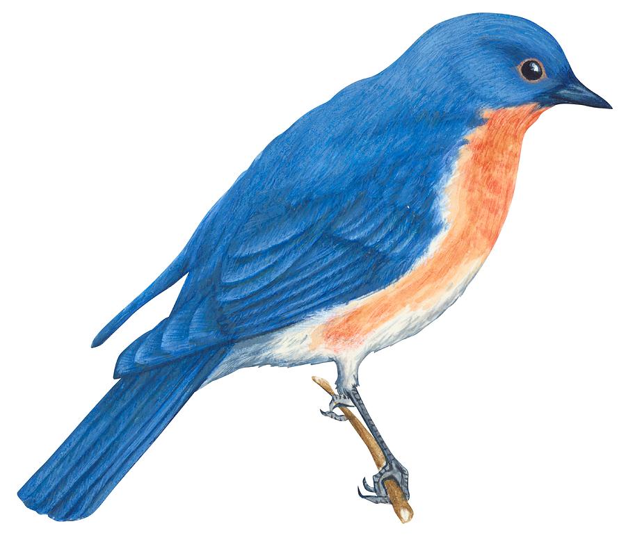900x777 eastern bluebird drawing - Eastern Bluebird Drawing