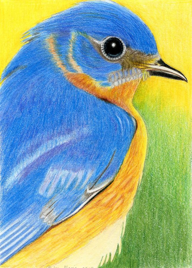 646x900 eastern bluebird drawing - Eastern Bluebird Drawing