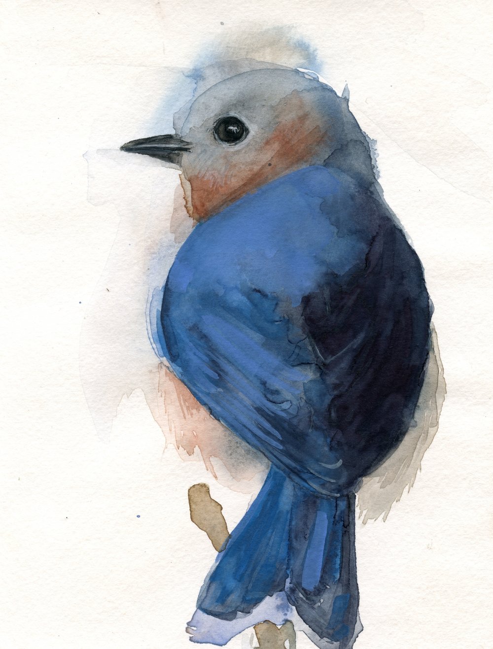 1000x1317 eastern bluebird ii giclee print holly wach - Eastern Bluebird Drawing