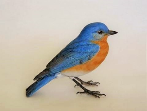 479x361 eastern bluebird part - Eastern Bluebird Drawing
