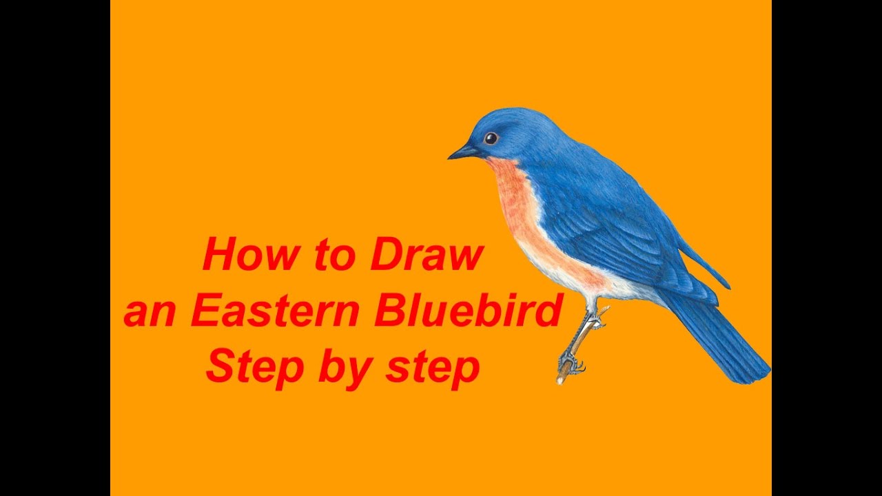 1280x720 how to draw an eastern bluebird step - Eastern Bluebird Drawing
