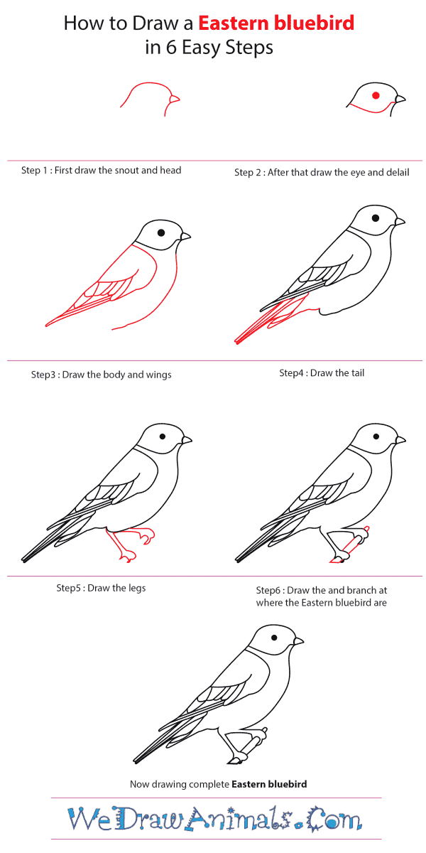 600x1200 how to draw an eastern bluebird - Eastern Bluebird Drawing