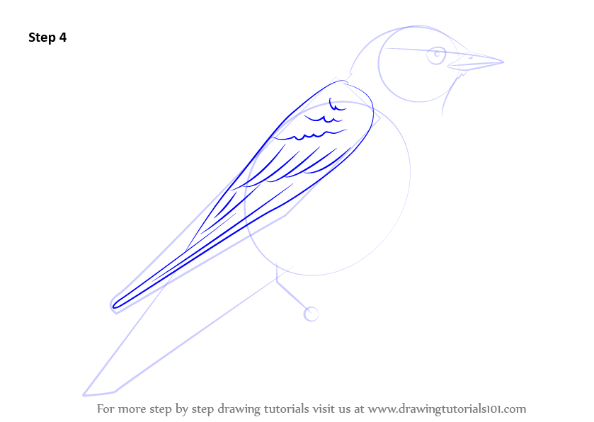 839x596 learn how to draw an eastern bluebird - Eastern Bluebird Drawing