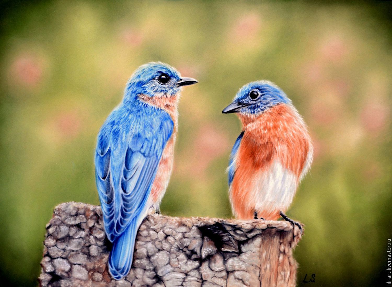 1500x1099 original pastel drawing eastern bluebirds shop online - Eastern Bluebird Drawing