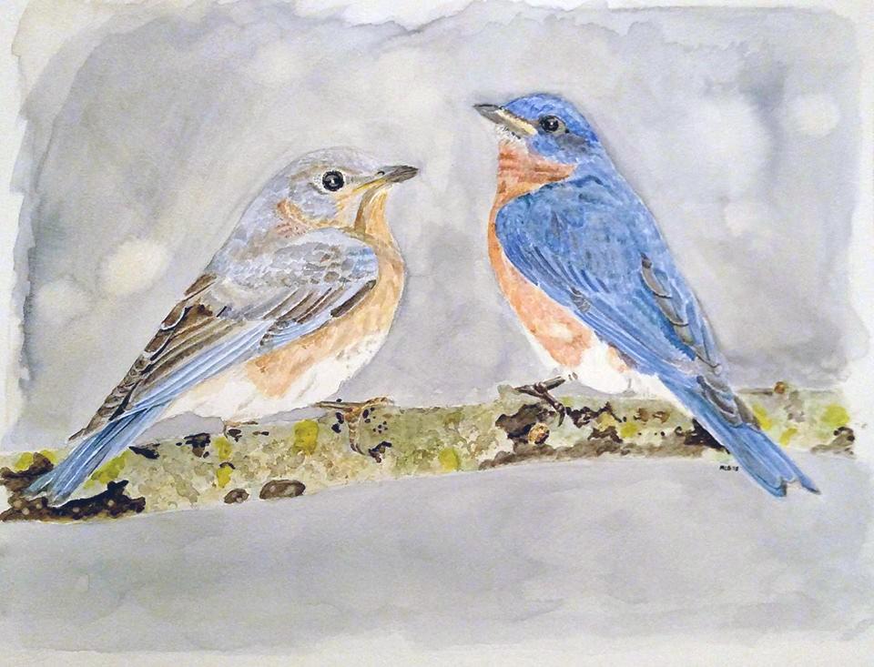 960x733 recently switched from drawing to watercolors - Eastern Bluebird Drawing