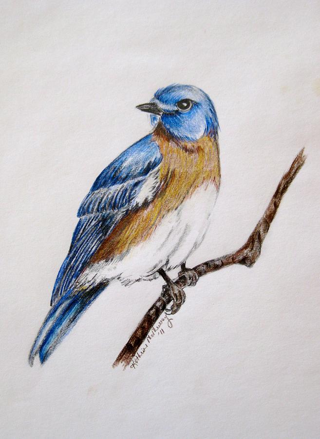 657x900 bluebird guardian drawing - Eastern Bluebird Drawing