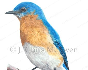 340x270 bluebird drawing etsy - Eastern Bluebird Drawing