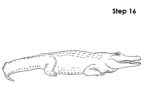 500x386 How To Draw A Crocodile - Easy Alligator Drawing
