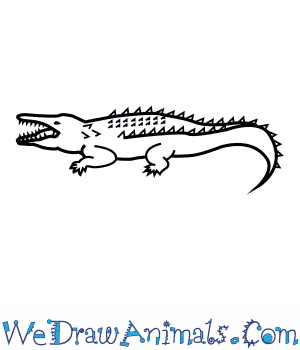 300x350 How To Draw An American Crocodile - Easy Alligator Drawing