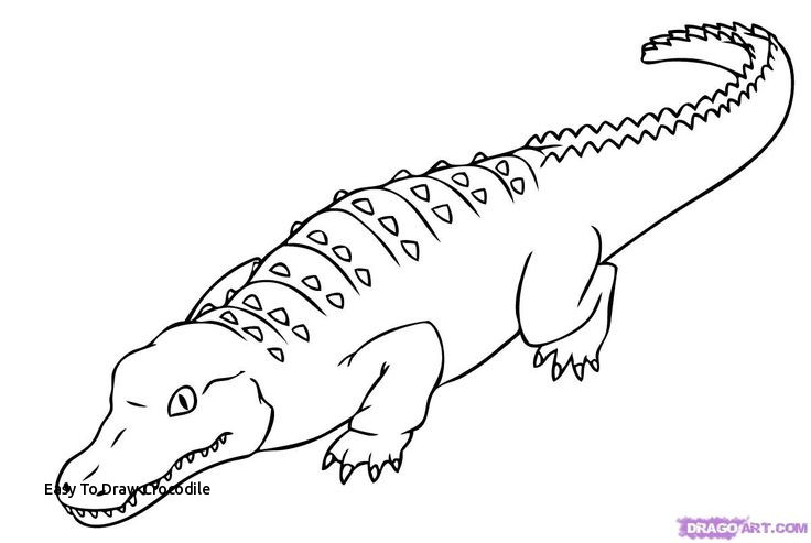 736x493 Easy To Draw Crocodile Best Line Drawings For Literacy - Easy Alligator Drawing